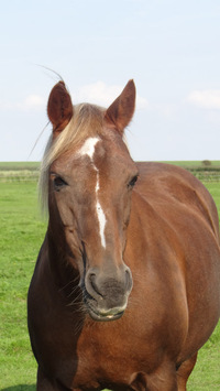 sternchen-das-1995-geborene-deutsche-reitpony-ist-verletzungsbedingt-im-ruhestand.jpg